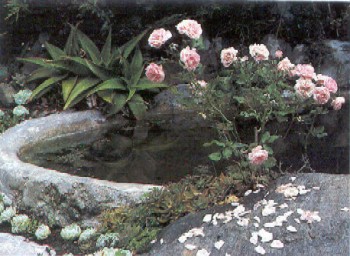 PH-pond2